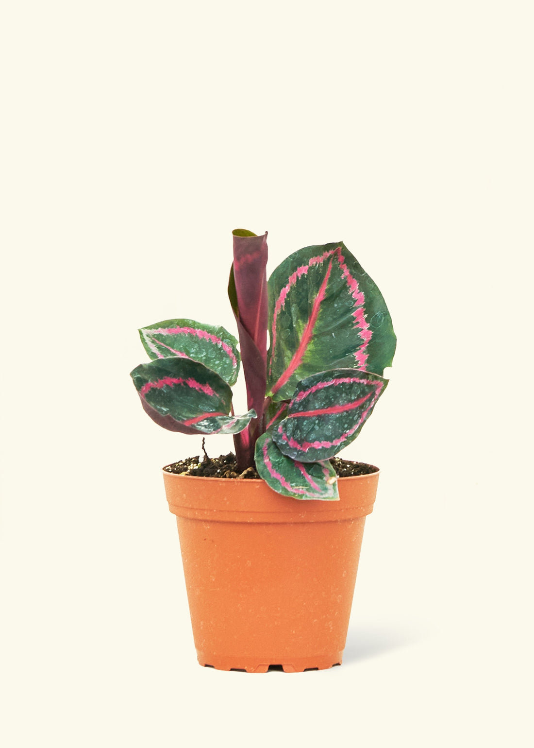 Small Calathea &