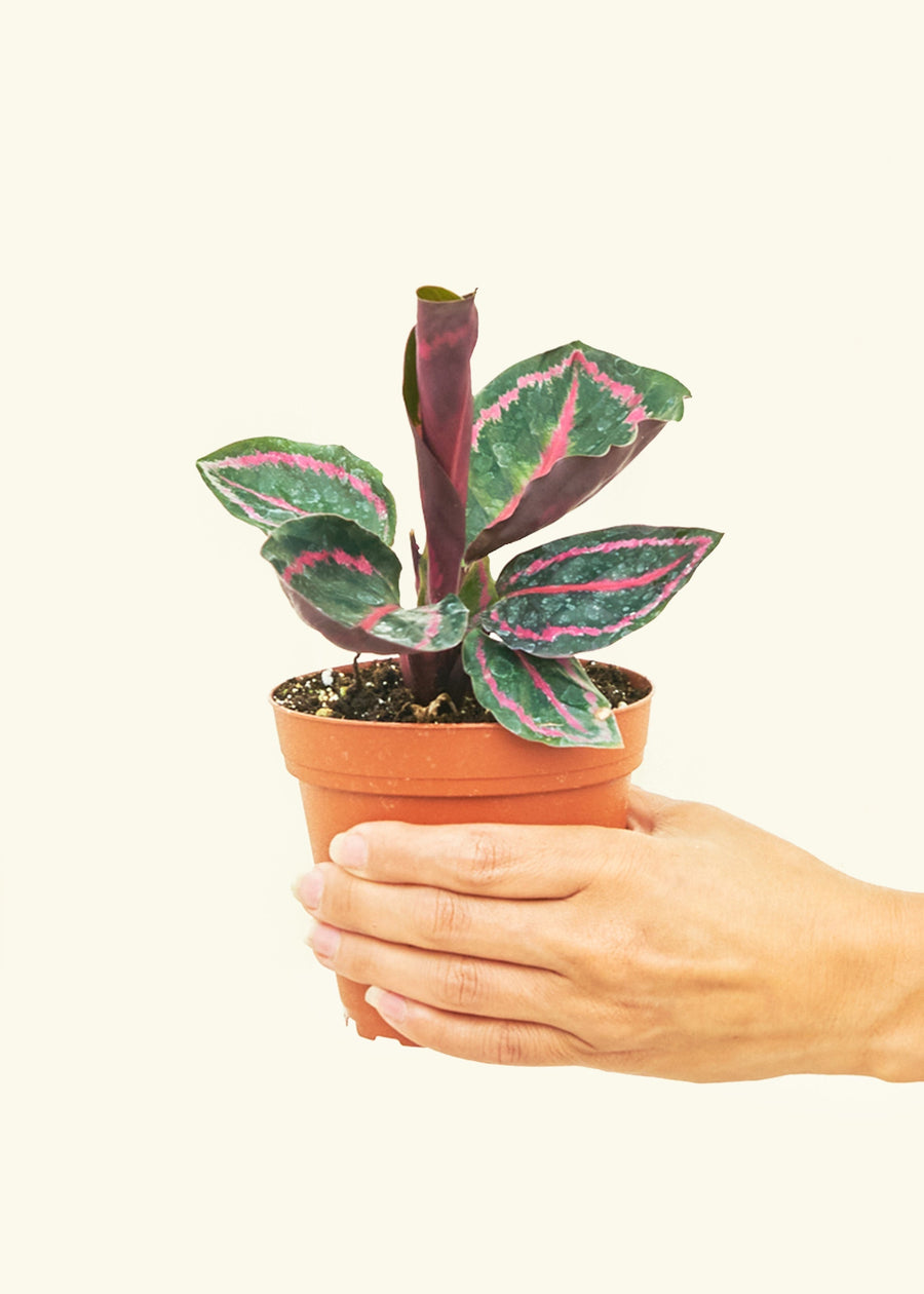 Small Calathea 'Dottie' in a grow pot.