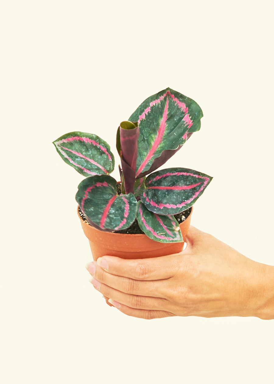 Small Calathea 'Dottie' in a grow pot.