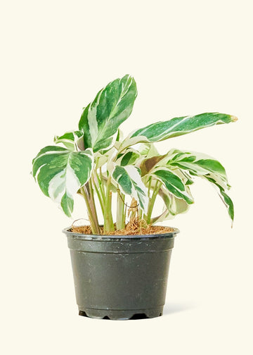 Calathea 'Fusion White', Small