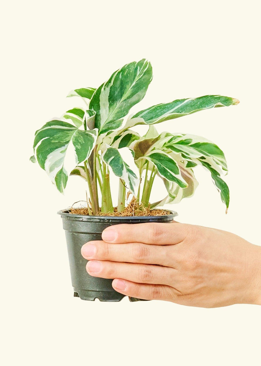 Calathea 'Fusion White', Small