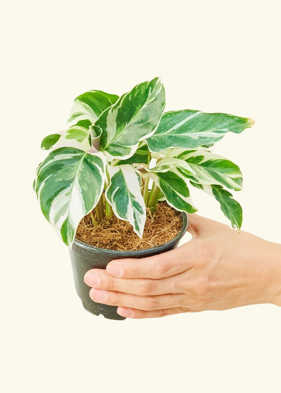 Calathea 'Fusion White', Small