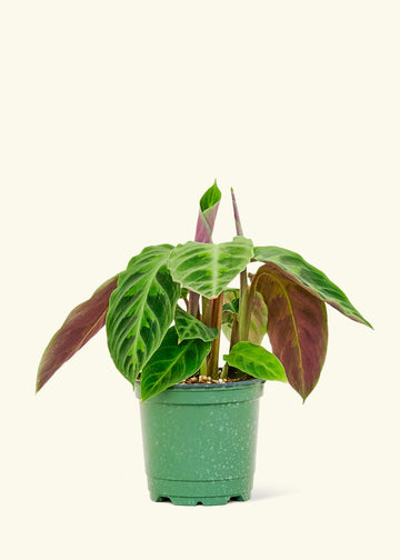 4" Calathea Jungle Velvet