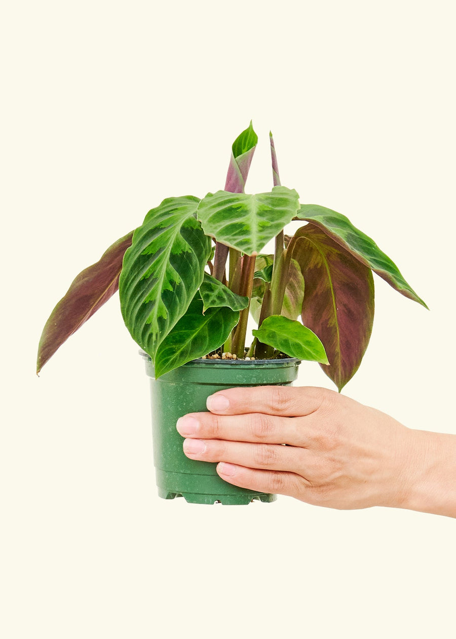 4" Calathea Jungle Velvet in a hand.