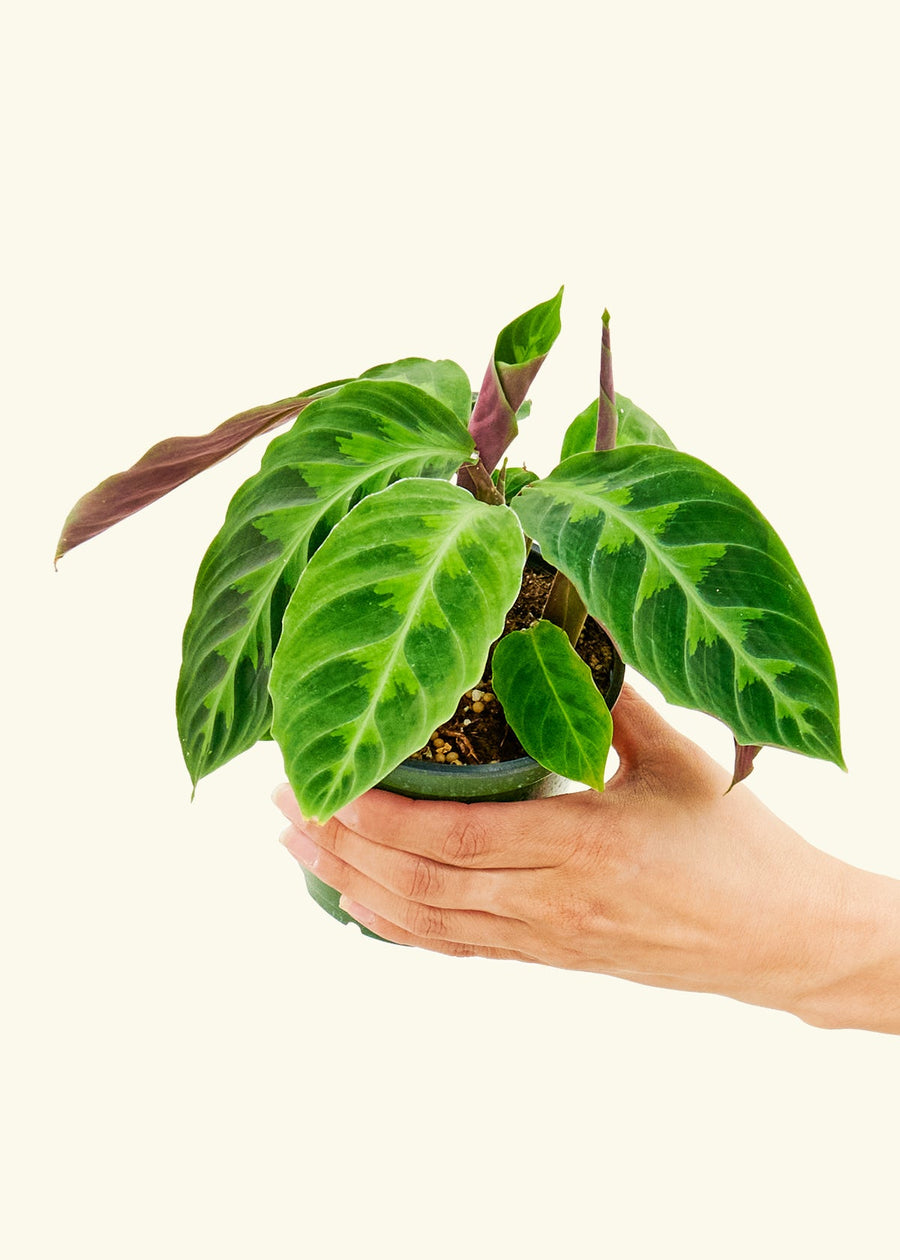 4" Calathea Jungle Velvet in a hand.