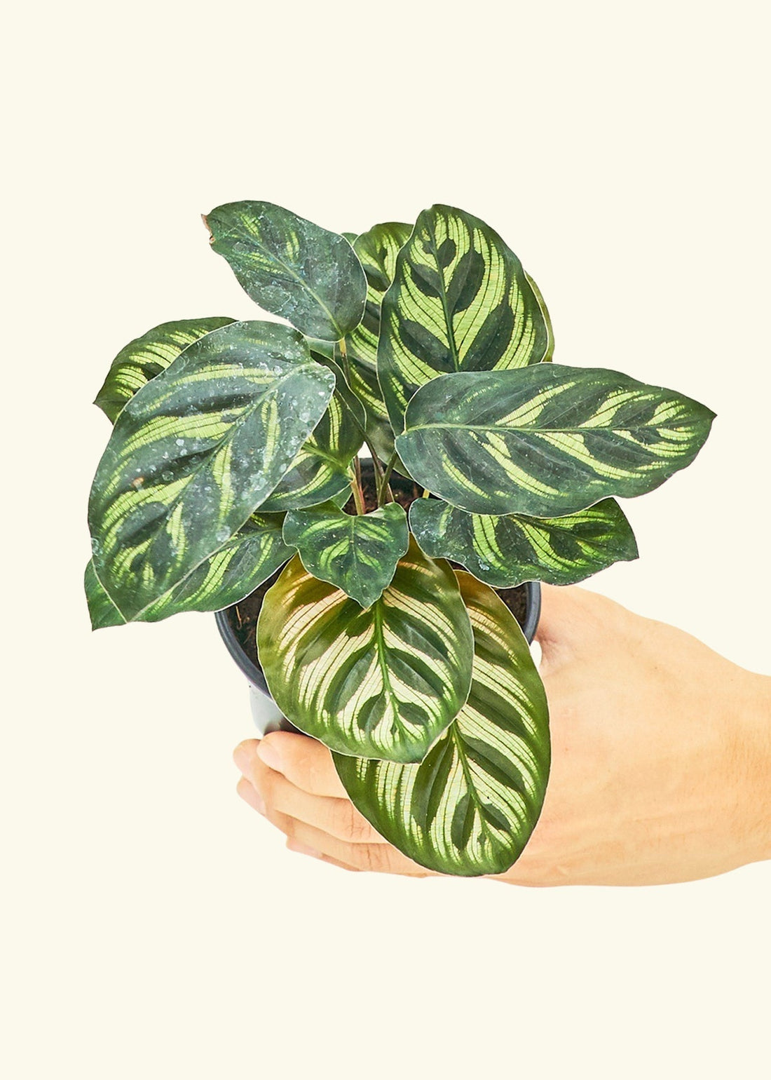 Small Peacock Calathea (Calathea makoyana) in a grow pot.