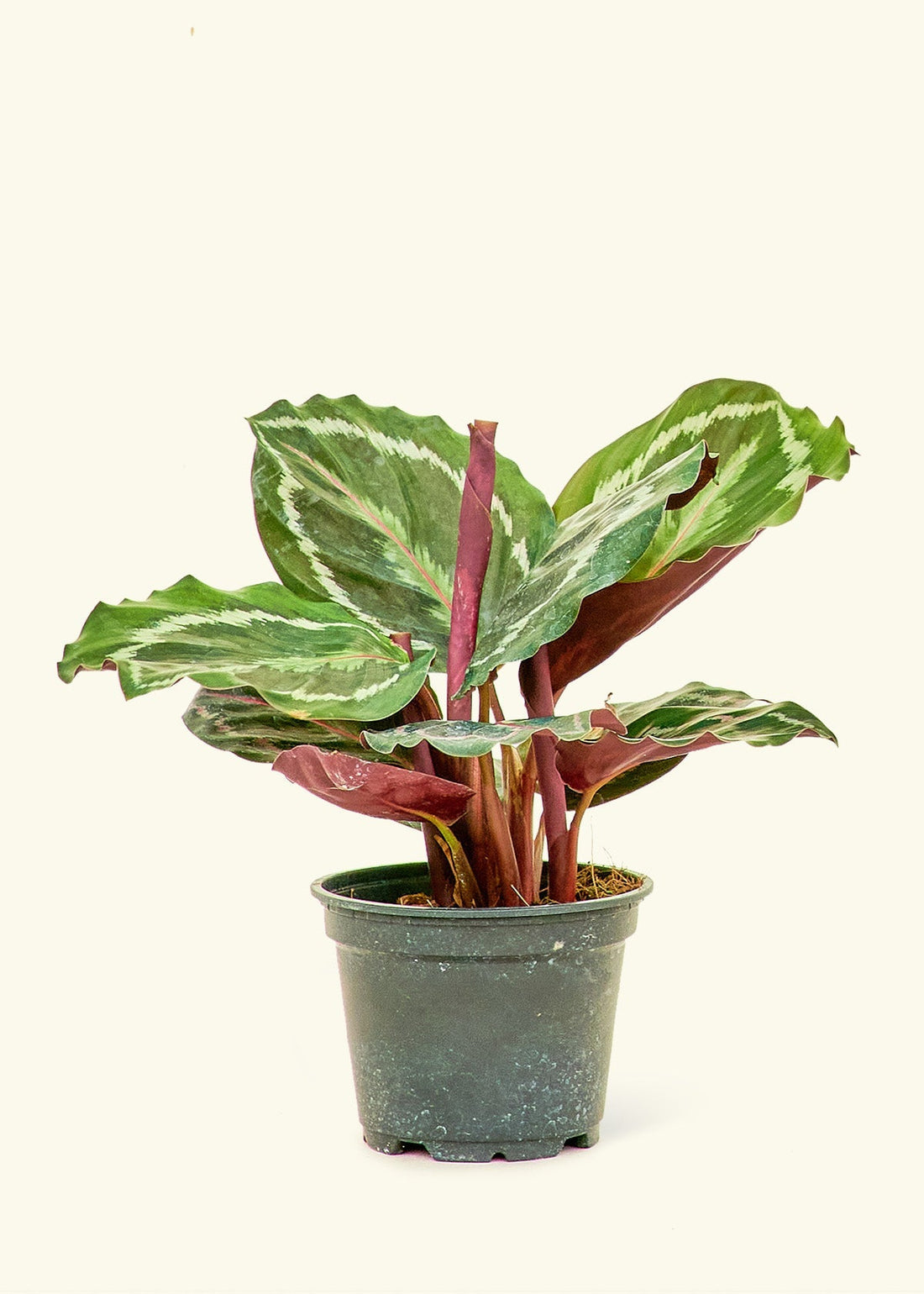 Small Calathea &