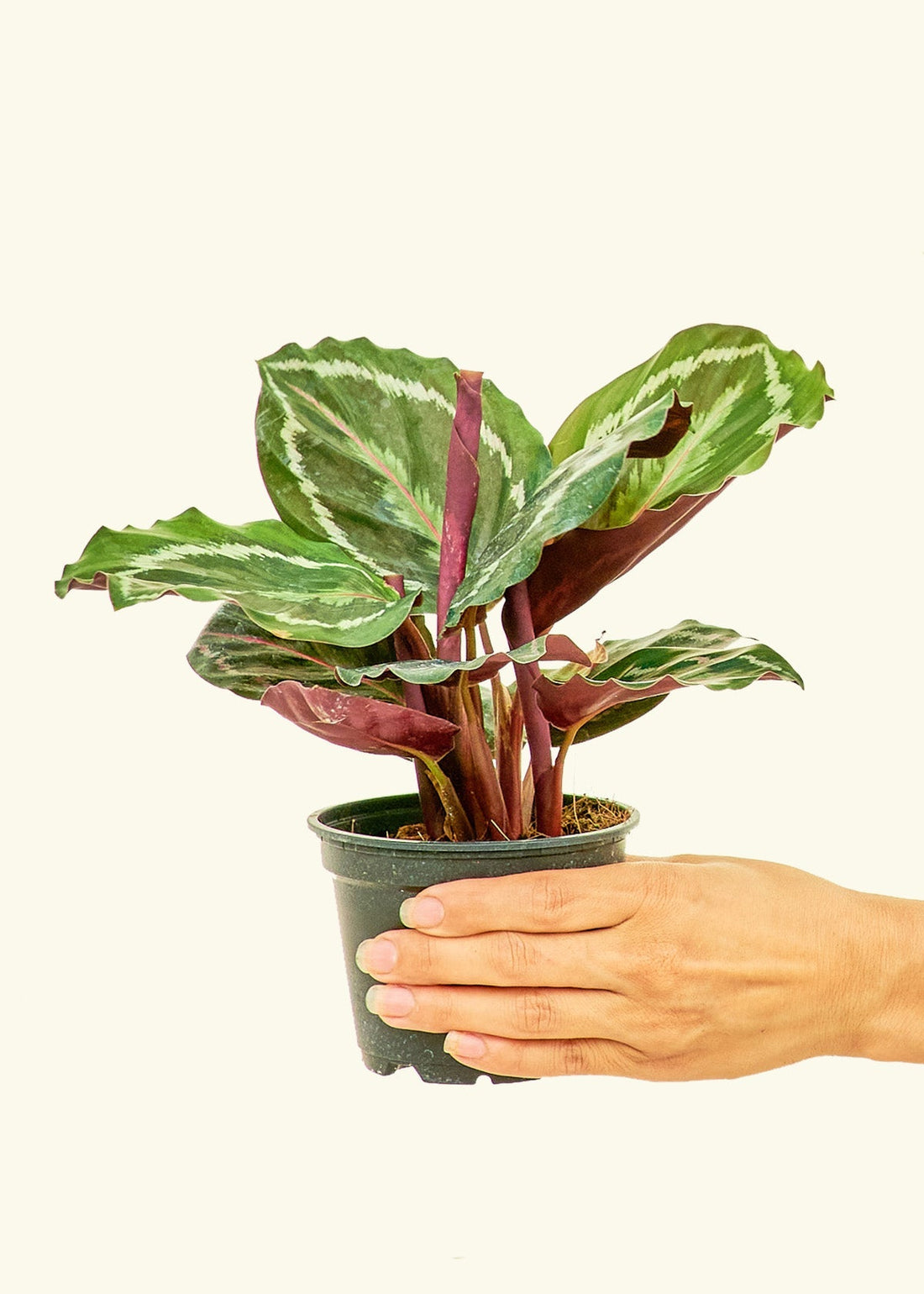 Small Calathea &