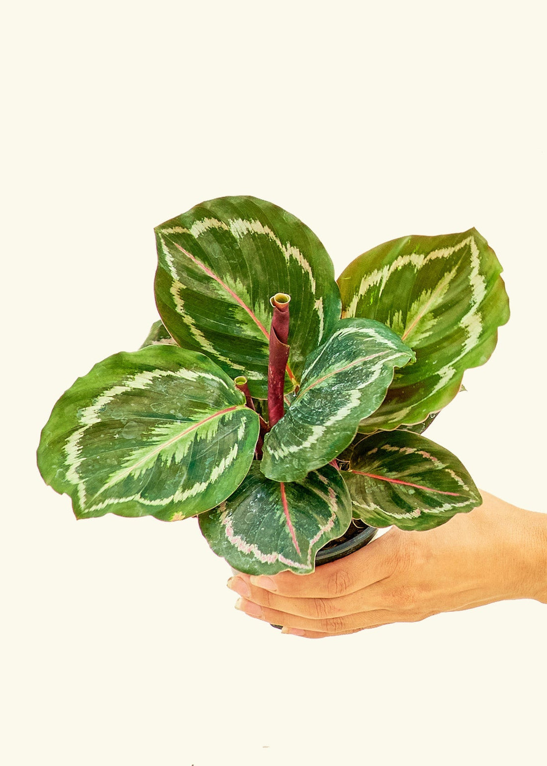 Small Calathea &