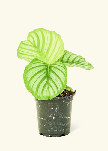 Small Orbit Peacock Plant (Calathea orbifolia) in a grow pot.