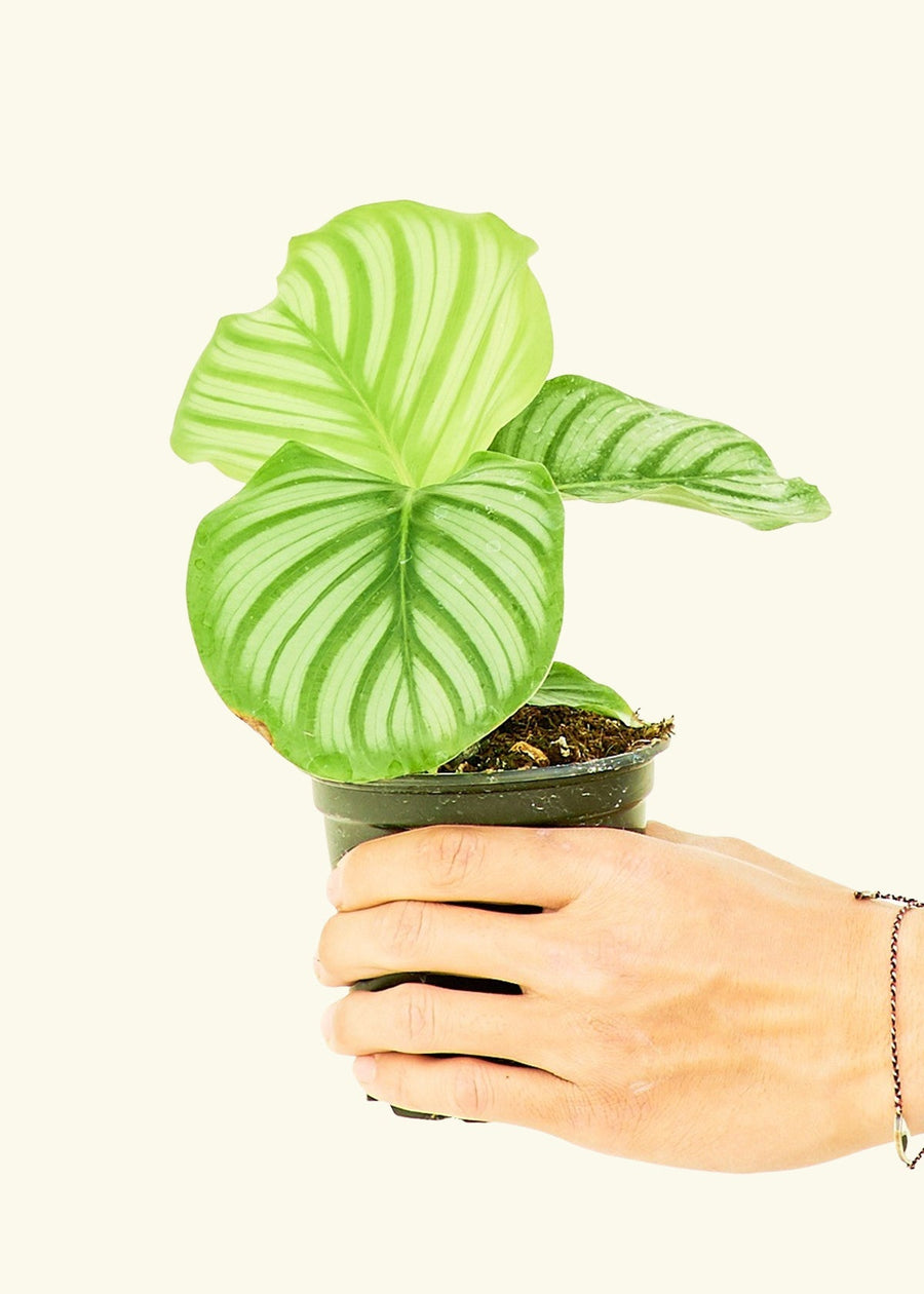 Small Orbit Peacock Plant (Calathea orbifolia) in a grow pot.