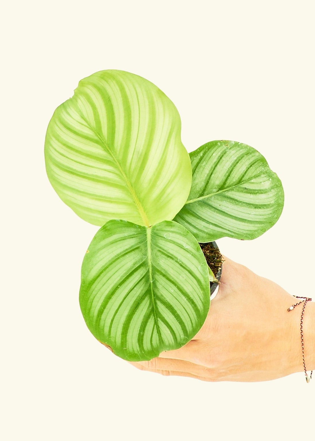 Small Orbit Peacock Plant (Calathea orbifolia) in a grow pot.