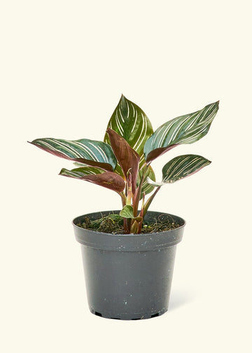 Small Pinstripe Calathea (Calathea ornata) in a grow pot.