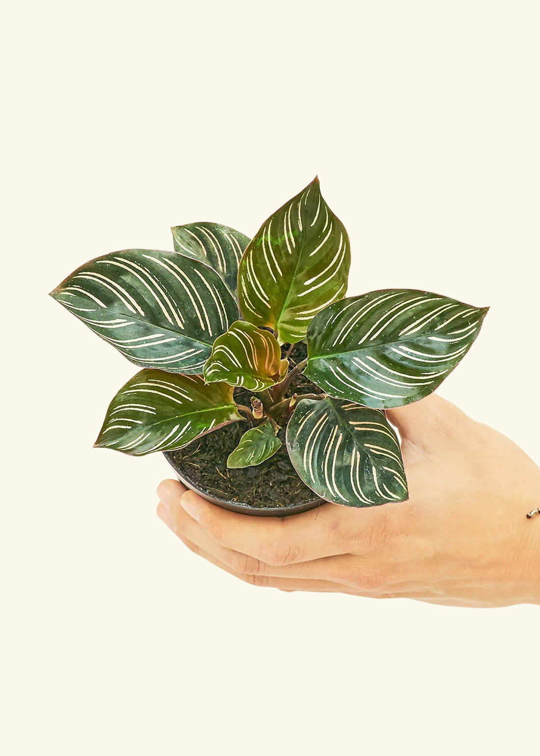 Small Pinstripe Calathea (Calathea ornata) in a grow pot.