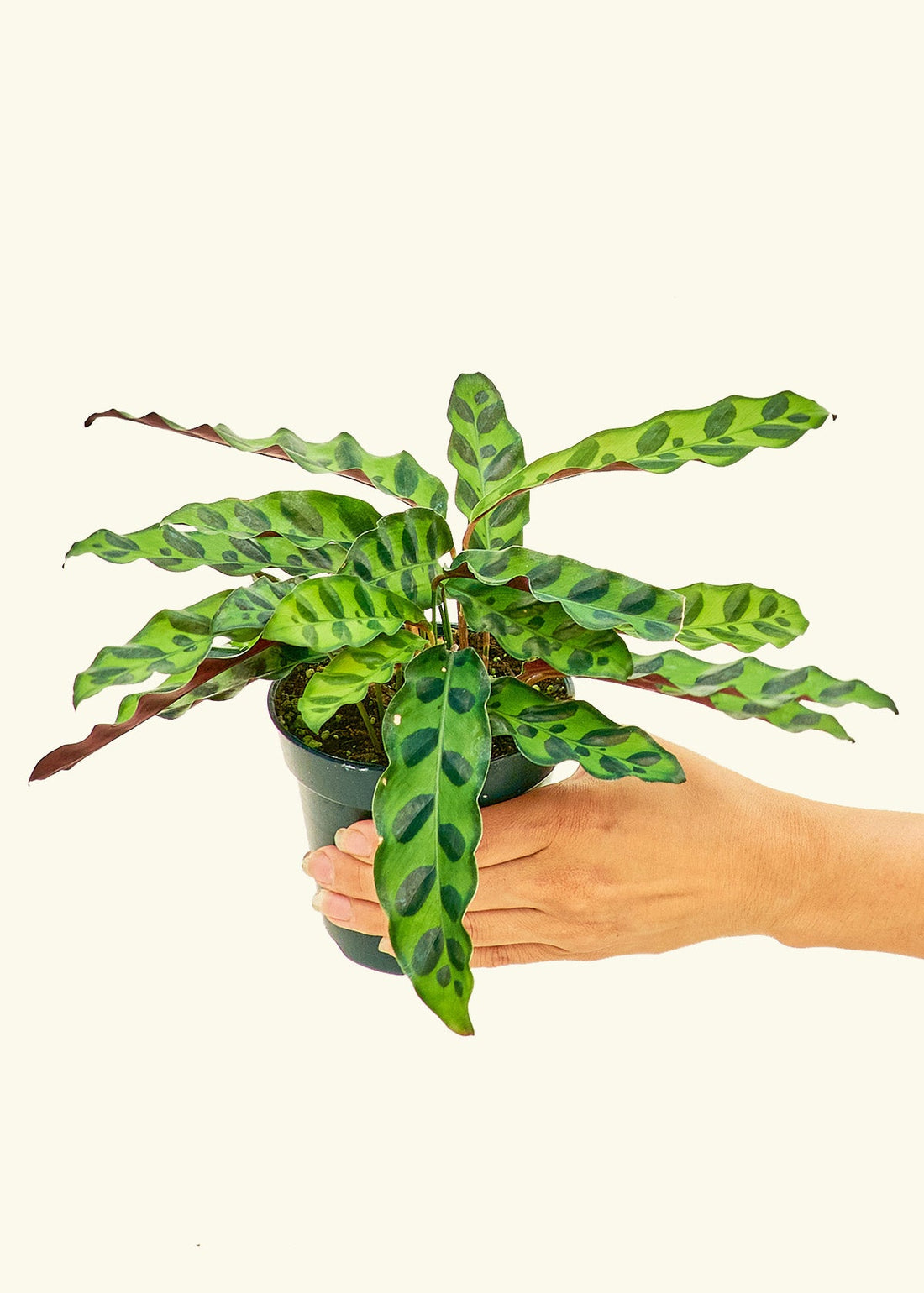 Calathea &