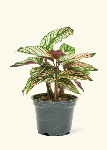 Small Calathea White Star (Calathea majestica 'White Star') in a grow pot.