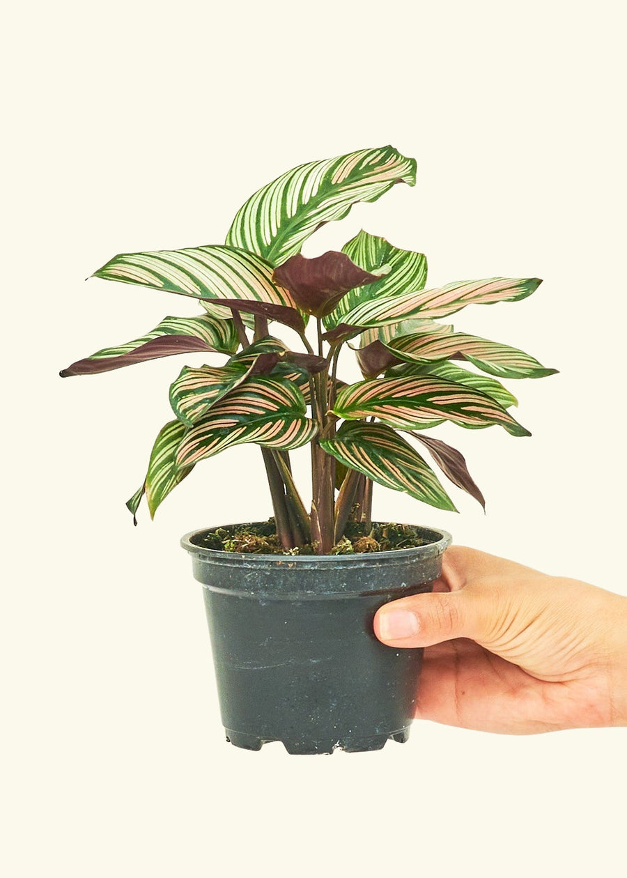 Small Calathea White Star (Calathea majestica 'White Star') in a grow pot.