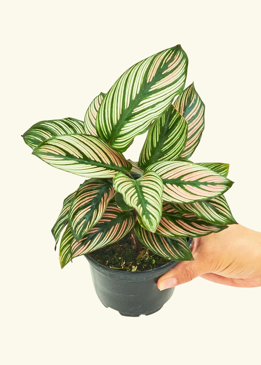 Small Calathea White Star (Calathea majestica 'White Star') in a grow pot.