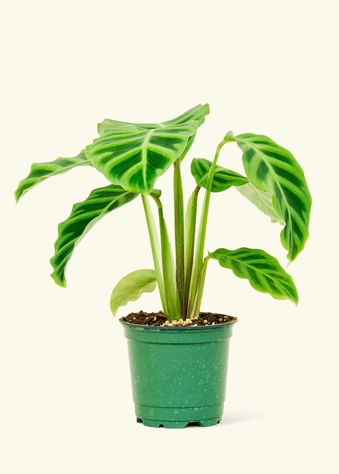 Small Zebra Calathea (Calathea zebrina)