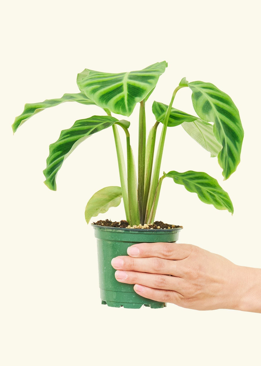 Small Zebra Calathea (Calathea zebrina)