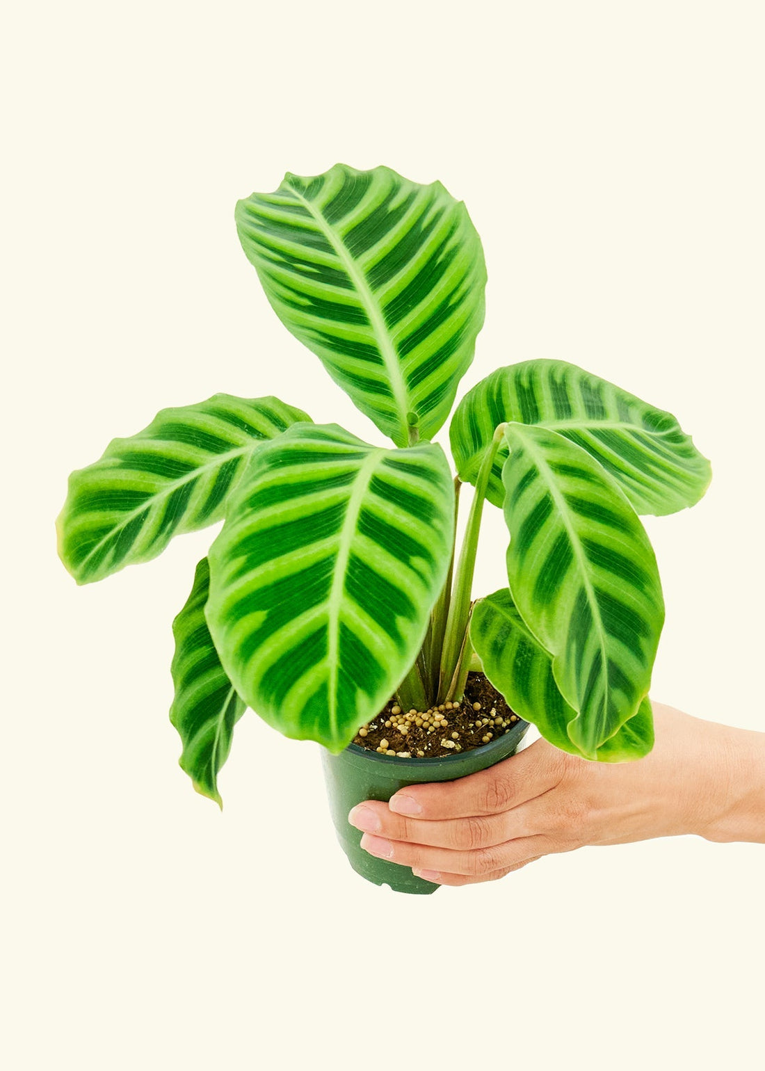 Small Zebra Calathea (Calathea zebrina)