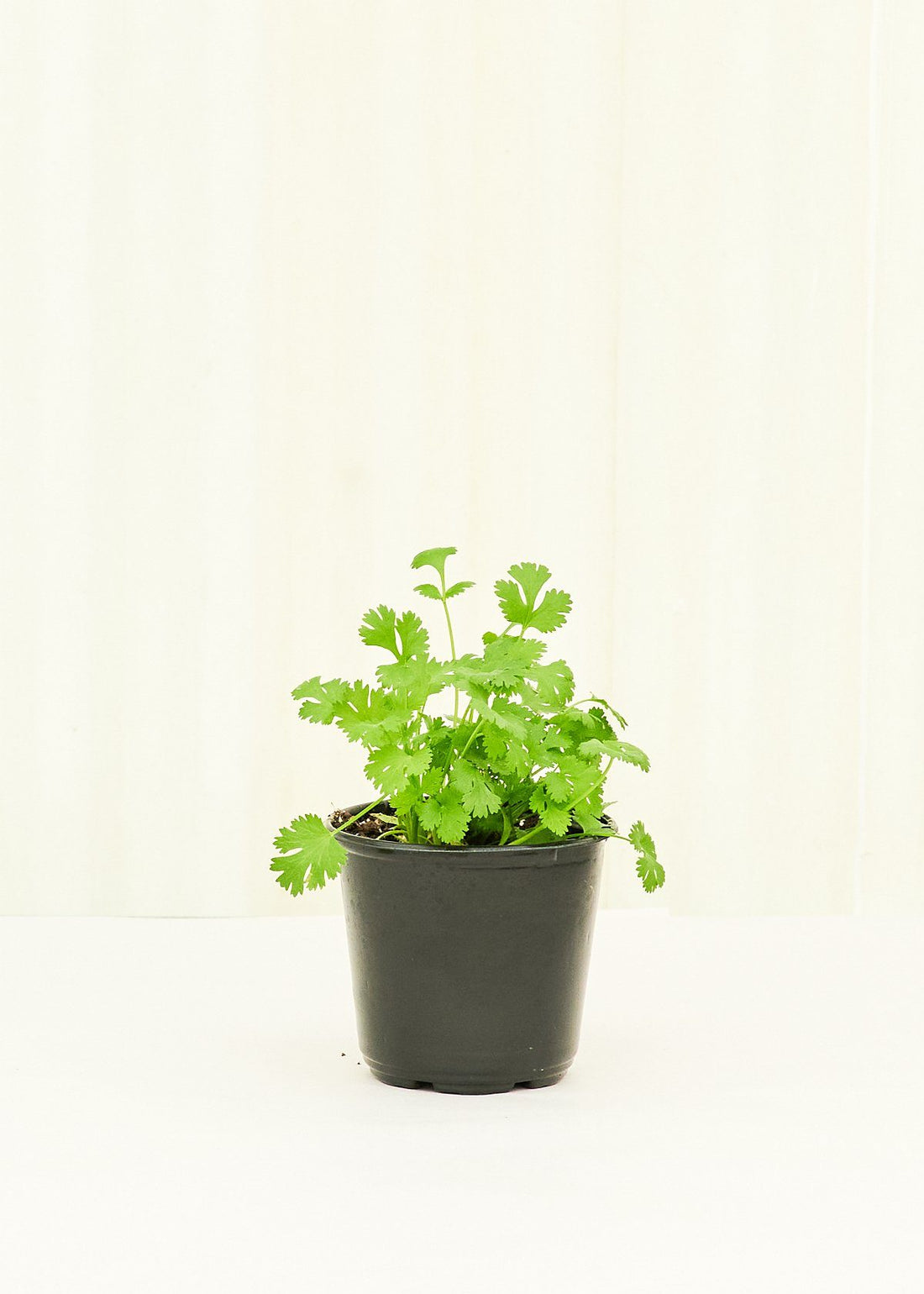 Cilantro 4-Pack Plant Rooted 