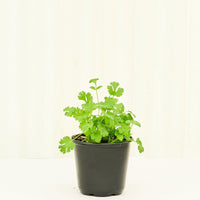 Cilantro 4-Pack Plant Rooted 