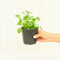 Cilantro 4-Pack Plant Rooted 