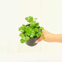 Cilantro 4-Pack Plant Rooted 