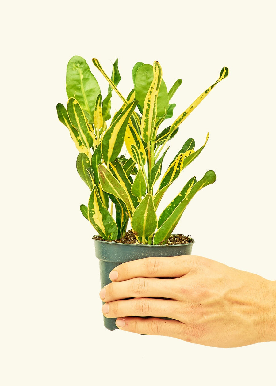 Small Croton 'Banana' in a grow pot