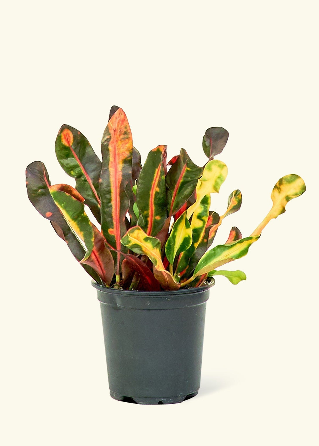 Small Variegated Croton (Codiaeum variegatum) in a grow pot.