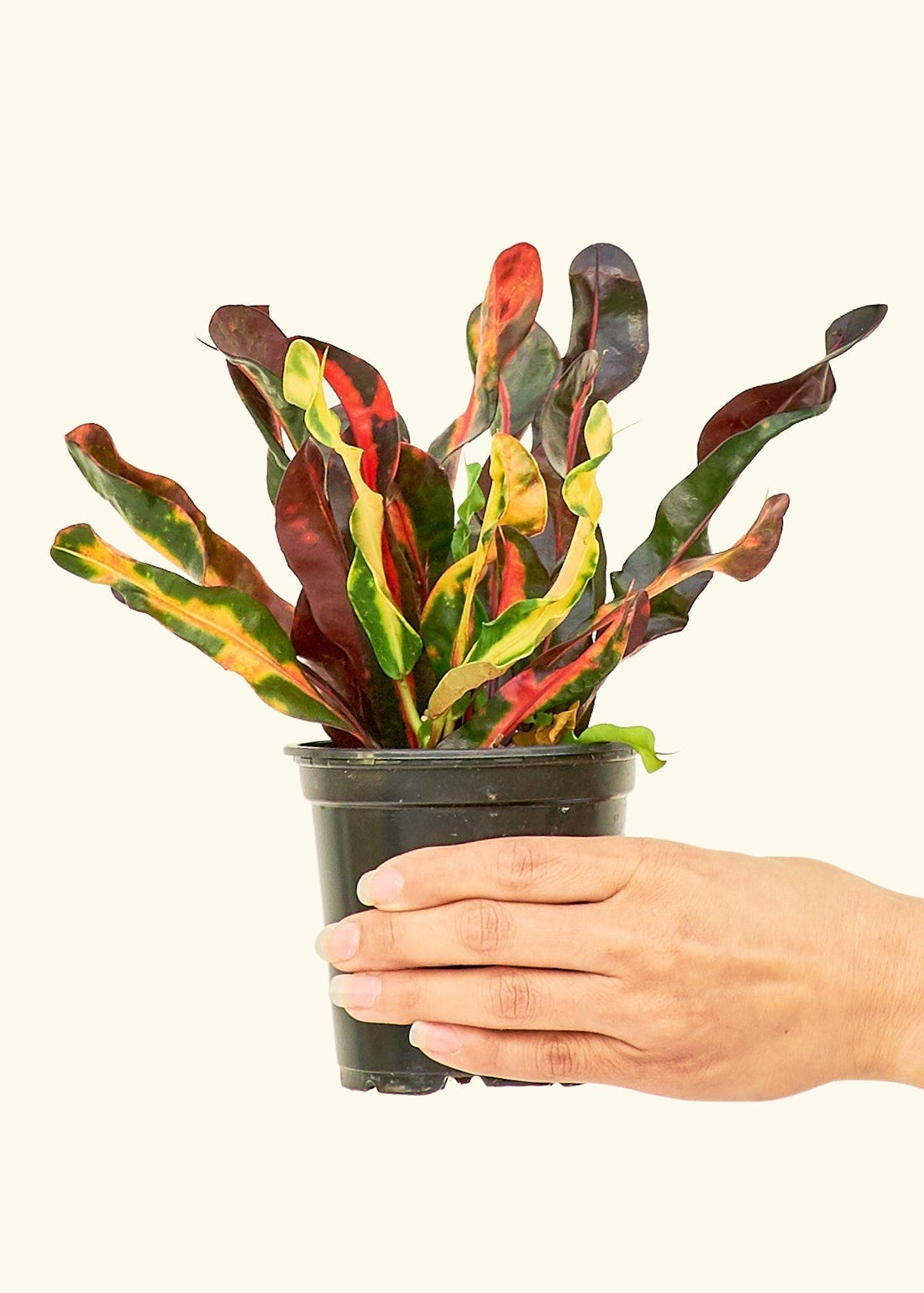 Small Variegated Croton (Codiaeum variegatum) in a grow pot.