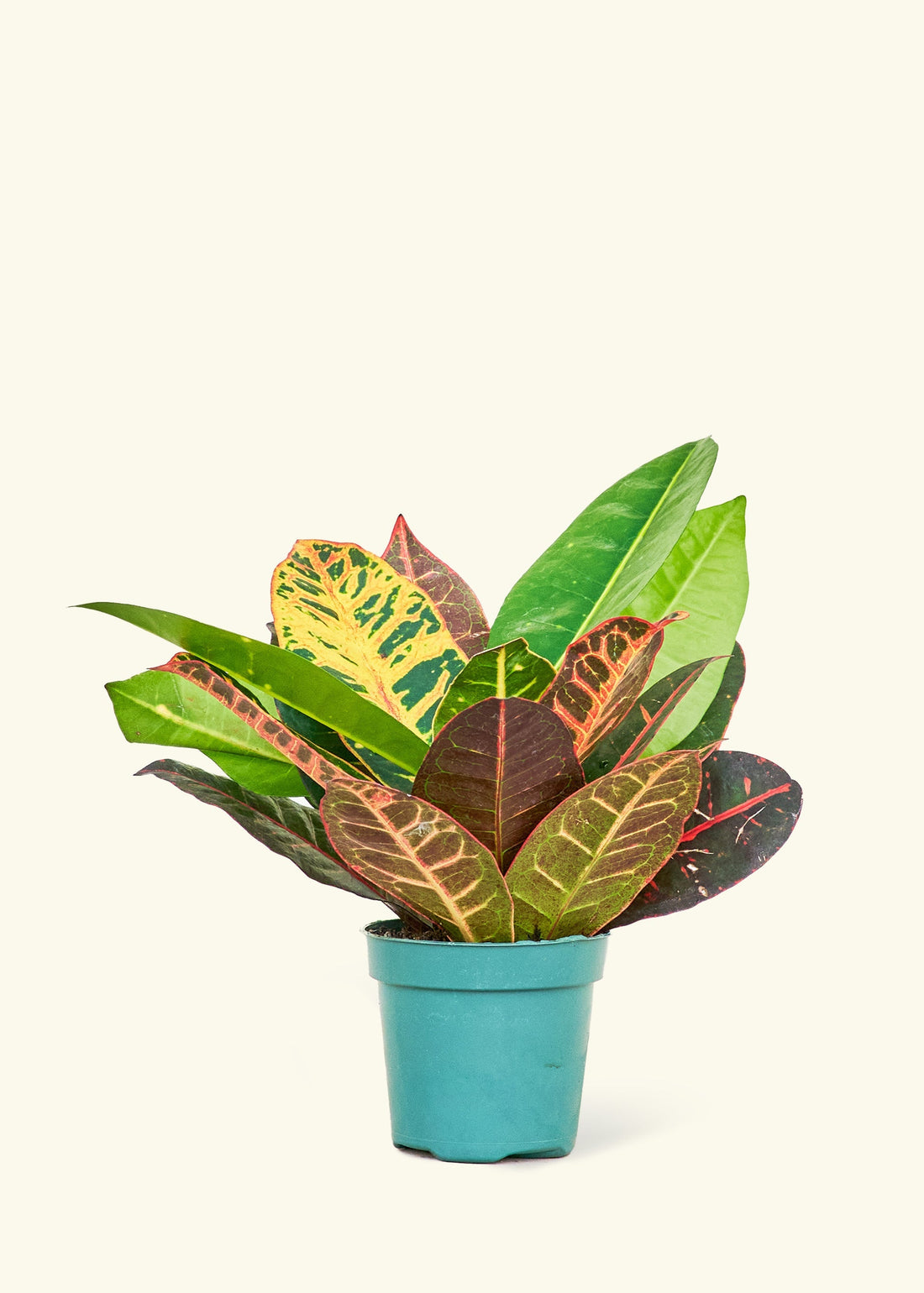 Small Croton &