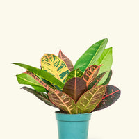 Small Croton 'Petra' (Codiaeum variegatum 'petra') in a grow pot.