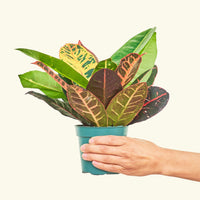 Small Croton 'Petra' (Codiaeum variegatum 'petra') in a grow pot.