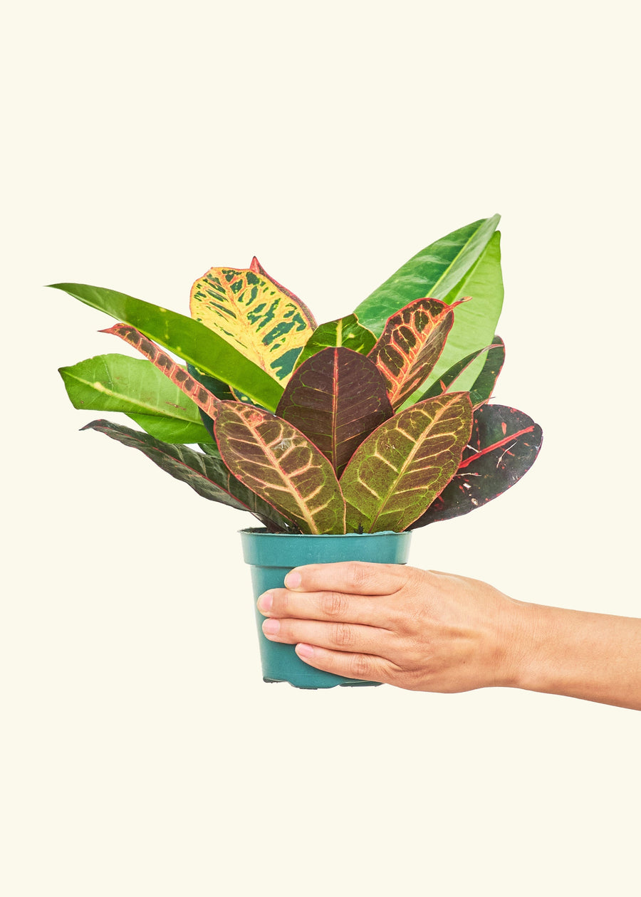 Small Croton 'Petra' (Codiaeum variegatum 'petra') in a grow pot.