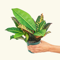 Small Croton 'Petra' (Codiaeum variegatum 'petra')