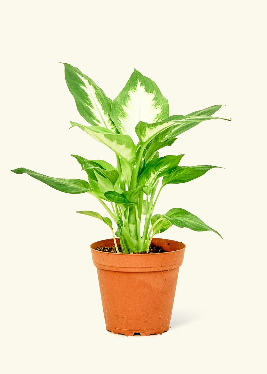 Small Dieffenbachia (Dieffenbachia &