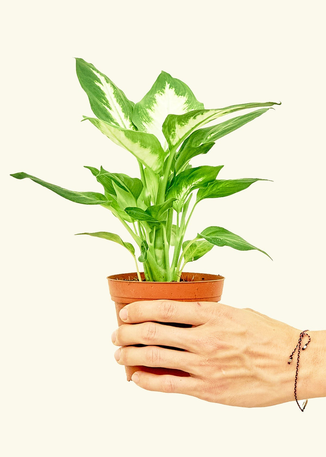 Small Dieffenbachia (Dieffenbachia &