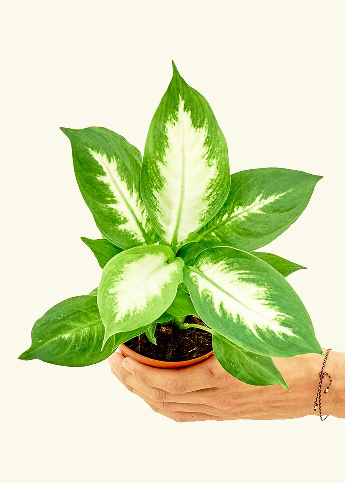 Small Dieffenbachia (Dieffenbachia &