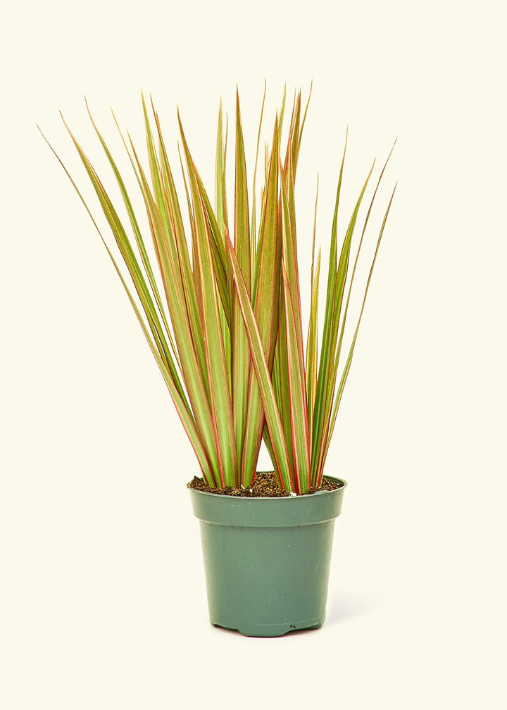 Small Bicolor Dragon Tree in a grow pot.