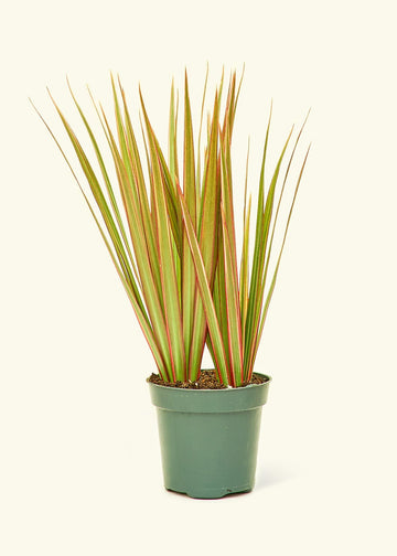 Small Bicolor Dragon Tree in a grow pot.