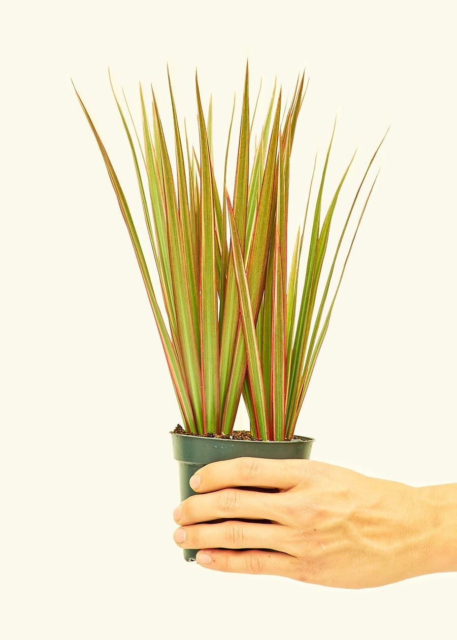 Small Bicolor Dragon Tree in a grow pot.