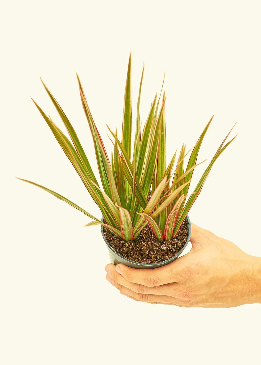 Small Bicolor Dragon Tree in a grow pot.