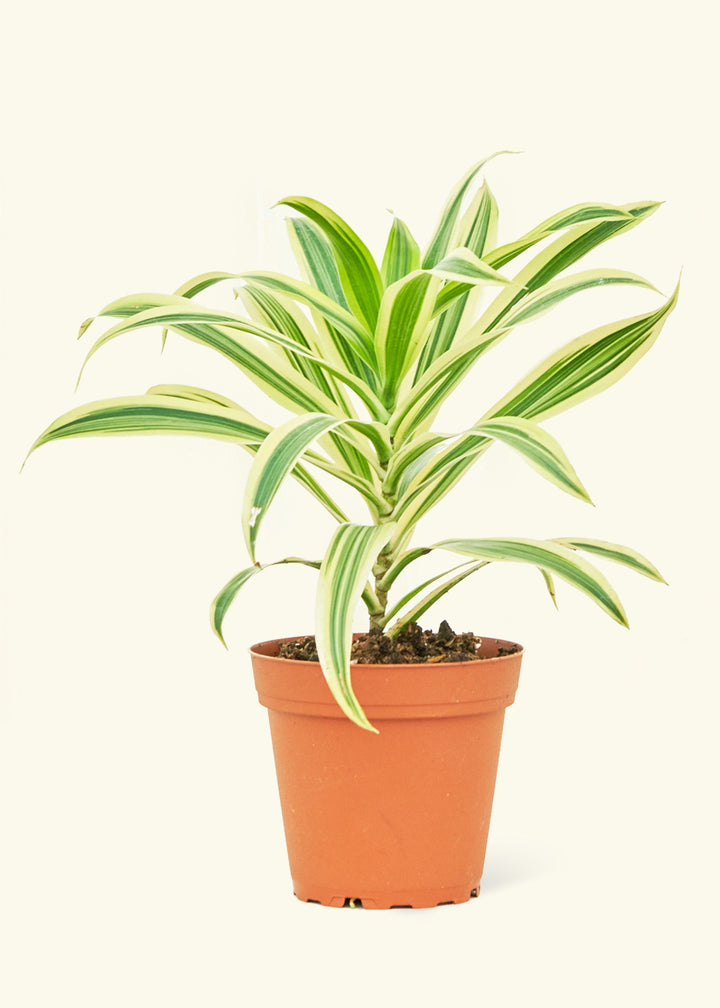 Small Song of India (Dracaena reflexa) in a grow pot.