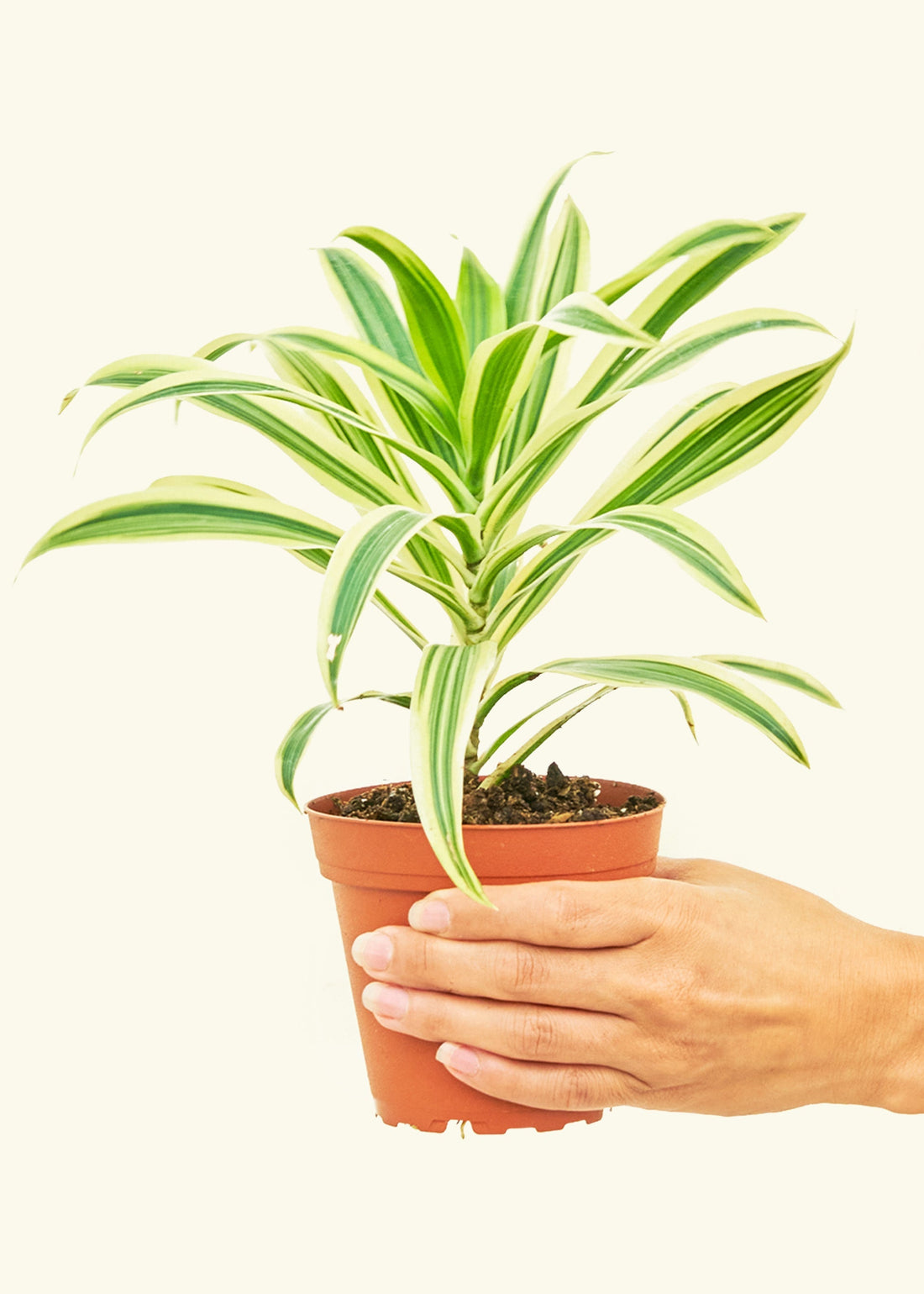 Small Song of India (Dracaena reflexa) in a grow pot.