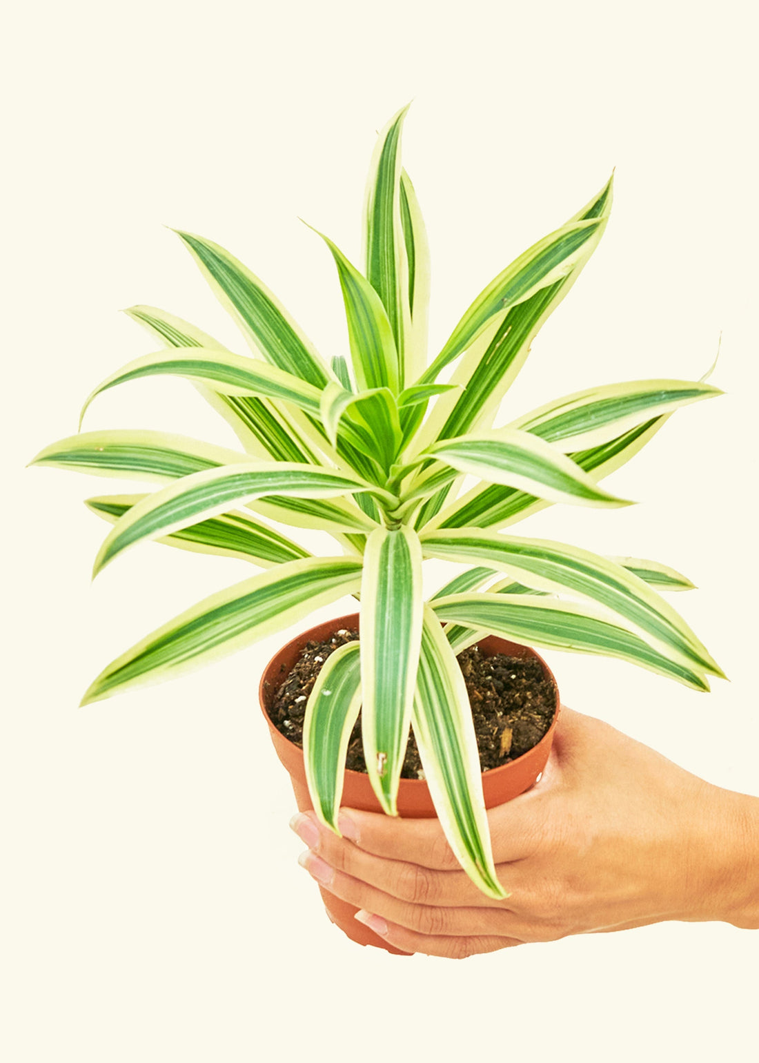 Small Song of India (Dracaena reflexa) in a grow pot.