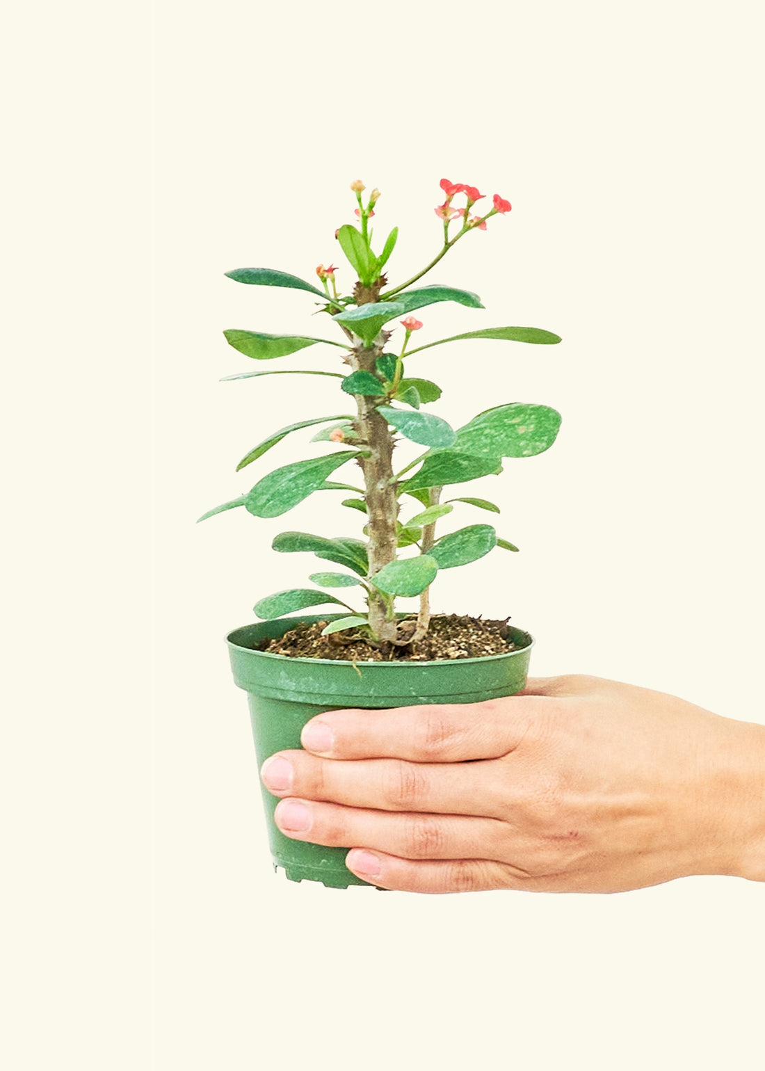 Small Crown of Thorns (Euphorbia milii) in a grow pot.