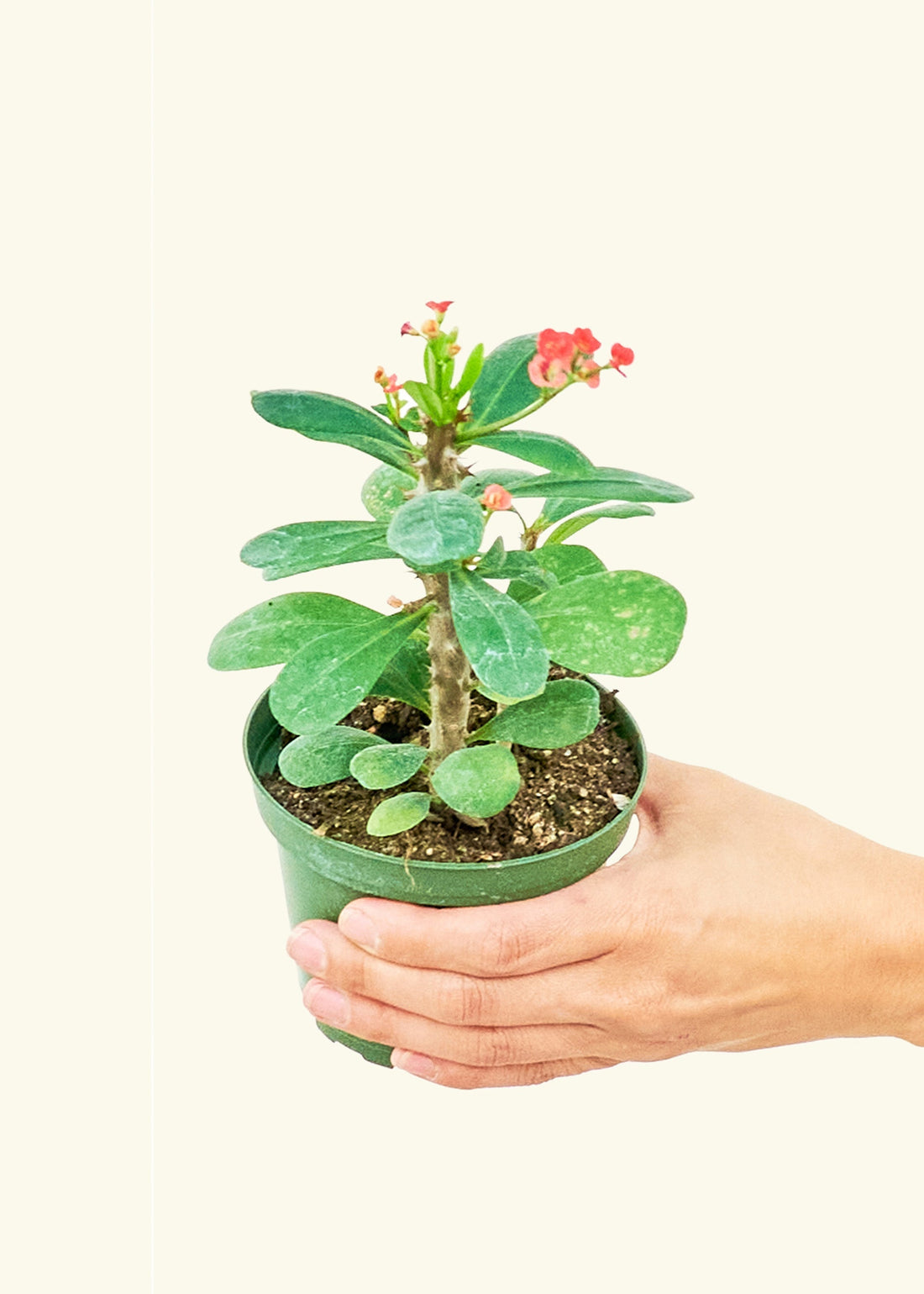 Small Crown of Thorns (Euphorbia milii) in a grow pot.