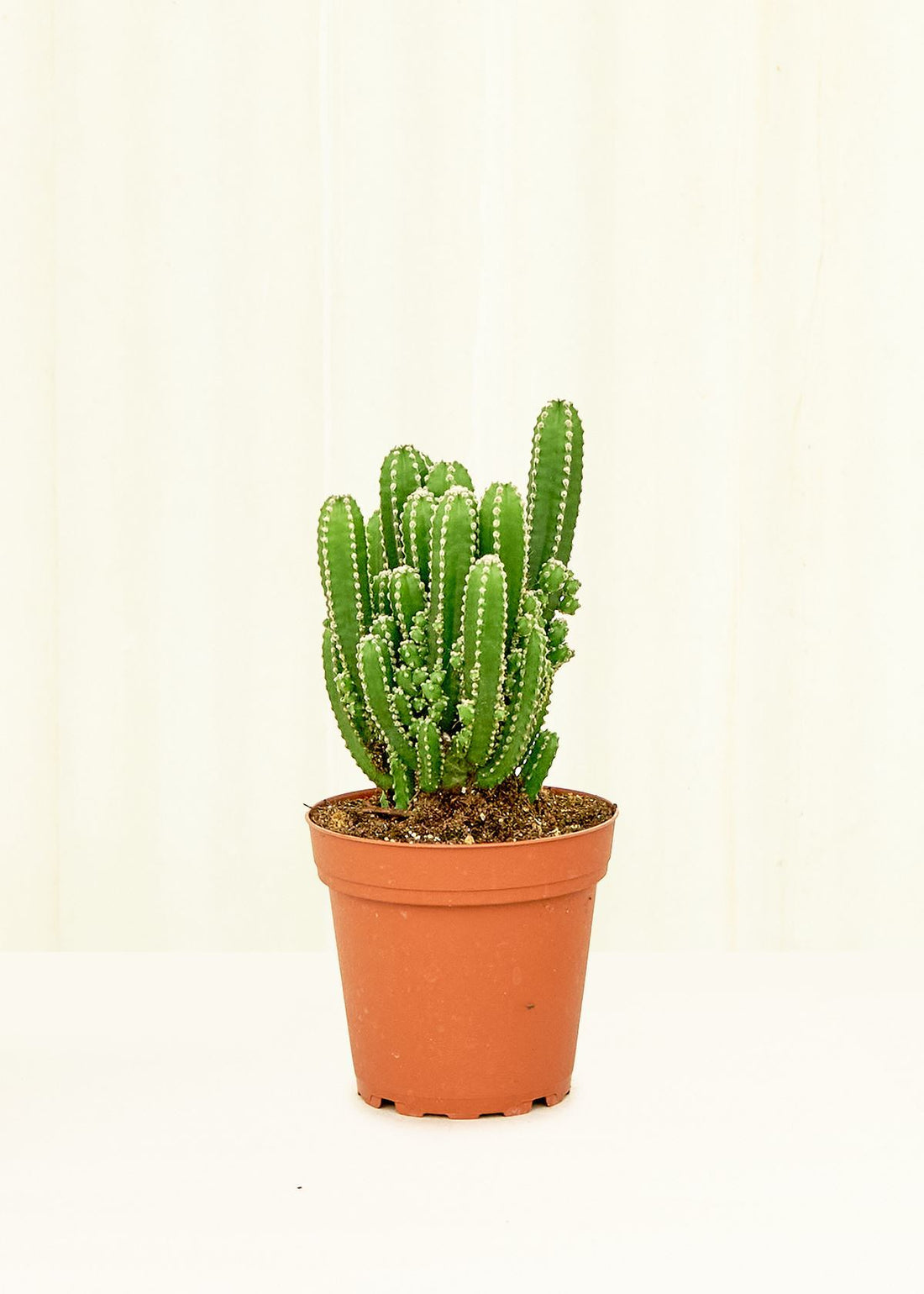 Small Fairy Castle Cactus (Acanthocereus tetragonus &